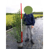 LIGUSTRUM japonicum (Troène du Japon) En pot de 10-12 litres forme buisson