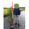 LIGUSTRUM japonicum (Troène du Japon) En pot de 10-12 litres forme buisson