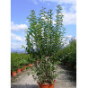 LIGUSTRUM japonicum (Troène du Japon) En pot de 35-50 litres forme buisson