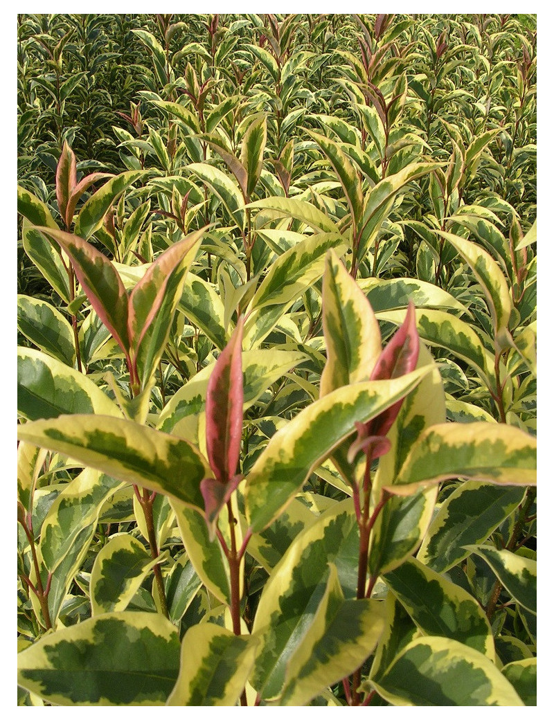 LIGUSTRUM japonicum EXCELSUM SUPERBUM (Troène du Japon panaché)