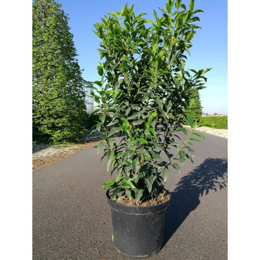 PRUNUS lusitanica ANGUSTIFOLIA (Laurier du Portugal) En pot de 7-10 litres  forme buisson