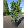 PRUNUS lusitanica ANGUSTIFOLIA (Laurier du Portugal) En pot de 7-10 litres  forme buisson