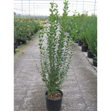 LIGUSTRUM ovalifolium (Troène de Californie) En pot de 10-12 litres forme buisson