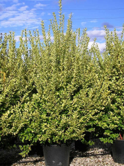 LIGUSTRUM ovalifolium AUREUM En pot de 35-50 litres
