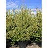 LIGUSTRUM ovalifolium AUREUM (Troène de Californie panaché doré) En pot de 35-50 litres forme buisson