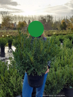 PRUNUS laurocerasus SOFIA En pot de 10-12 litres