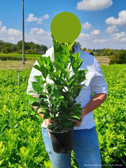 PRUNUS laurocerasus ROTUNDIFOLIA En pot de 4-5 litres