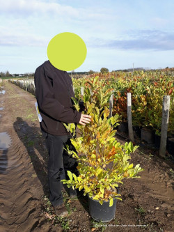 MAGNOLIA loebneri LEONARD MESSEL En pot de 15-20 litres