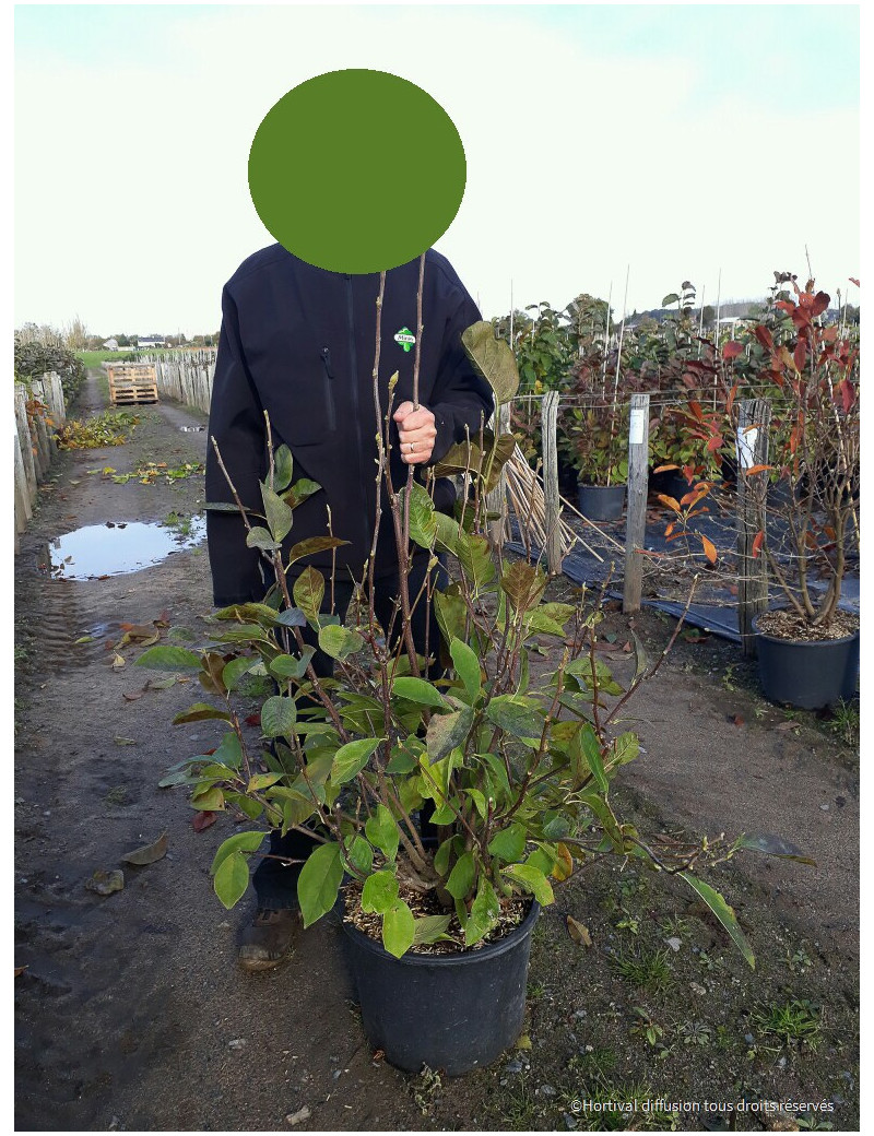 MAGNOLIA soulangeana RUSTICA RUBRA (Magnolier)