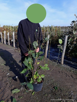 MAGNOLIA soulangeana RUSTICA RUBRA En pot de 10-12 litres