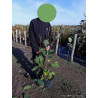 MAGNOLIA soulangeana RUSTICA RUBRA (Magnolier) En pot de 10-12 litres forme buisson