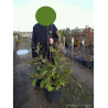 MAGNOLIA SPECTRUM (Magnolier) En pot de 15-20 litres forme buisson