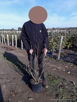 MAGNOLIA SUSAN En pot de 10-12 litres