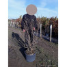 MAGNOLIA SUSAN (Magnolier) En pot de 25-30 litres forme buisson