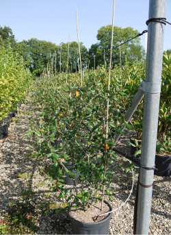 VIBURNUM burkwoodii En pot de 12-15 litres