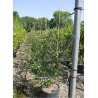 VIBURNUM burkwoodii (Viorne) En pot de 12-15 litres forme buisson hauteur 080-100 cm