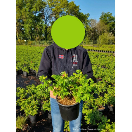 ROSA rugosa FRAU DAGMAR HASTRUP (Rosier arbustif, Rosier rugueux)