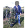 VIBURNUM burkwoodii (Viorne) En pot de 10-12 litres