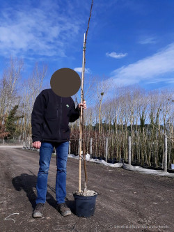 ROBINIA pseudoacacia FRISIA En pot de 10-12 litres baliveau hauteur 150-175 cm