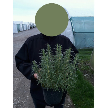 ROSMARINUS officinalis (Romarin commun)