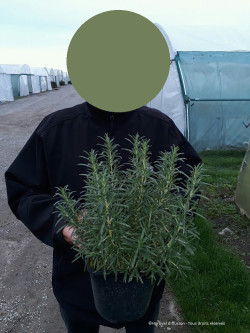 ROSMARINUS officinalis En pot de 3-4 litres