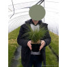 STIPA tenuifolia (Cheveux d'ange) En pot de 2-3 litres forme buisson