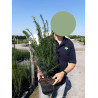 TAXUS baccata (If commun) En pot de 4-5 litres