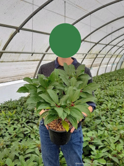 VIBURNUM davidii En pot de 4-5 litres