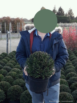 TAXUS baccata En pot forme boule