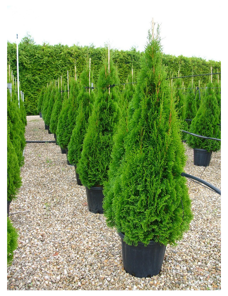 THUJA occidentalis SMARAGD (Thuya du Canada émeraude)