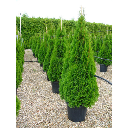 THUJA occidentalis SMARAGD (Thuya du Canada émeraude)
