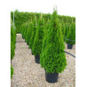 THUJA occidentalis SMARAGD (Thuya du Canada émeraude) En pot de 25-30 litres