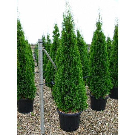 THUJA occidentalis SMARAGD (Thuya du Canada émeraude)