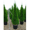 THUJA occidentalis SMARAGD (Thuya du Canada émeraude) En pot de 35-50 litres