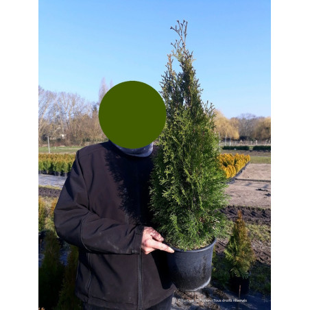 THUJA occidentalis SMARAGD (Thuya du Canada émeraude)