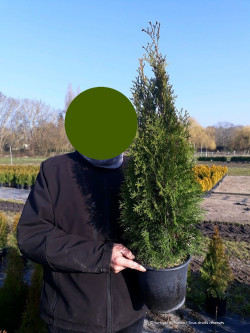 THUJA occidentalis SMARAGD En pot de 4-5 litres hauteur 060-080 cm