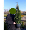 THUJA occidentalis SMARAGD (Thuya du Canada émeraude) En pot de 4-5 litres