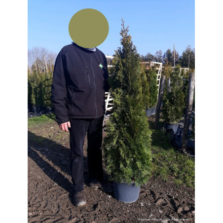 THUJA occidentalis SMARAGD (Thuya du Canada émeraude)