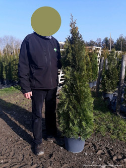 THUJA occidentalis SMARAGD En pot de 15-20 litres hauteur 125-150 cm