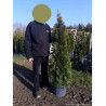 THUJA occidentalis SMARAGD (Thuya du Canada émeraude) En pot de 15-20 litres