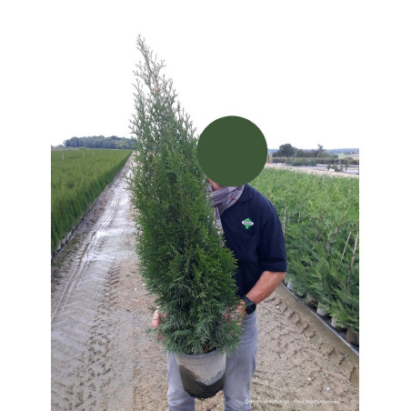THUJA occidentalis SMARAGD (Thuya du Canada émeraude)