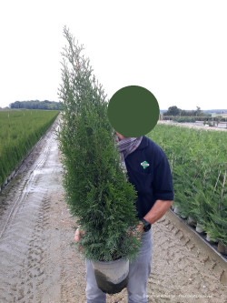 THUJA occidentalis SMARAGD En pot de 10-12 litres hauteur 100-125 cm