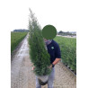 THUJA occidentalis SMARAGD (Thuya du Canada émeraude) En pot de 7-10-12 litres