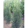 TAXUS media STRAIT HEDGE (If Strait Hedge)