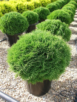THUJA occidentalis TINY TIM En pot de 25-30 litres