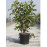 VIBURNUM ODORATISSIMUM (Viorne) En pot de 15-20 litres forme buisson