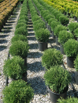 THUJA occidentalis TINY TIM