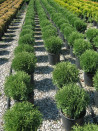 thuya-occidental-tiny-tim-thuja-occidentalis-tiny-tim-3.jpg