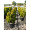 THUJA orientalis AUREA NANA (Thuya de Chine Aurea Nana) En pot de 25-30 litres