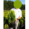 THUJA orientalis AUREA NANA (Thuya de Chine Aurea Nana) En pot de 10-12 litres